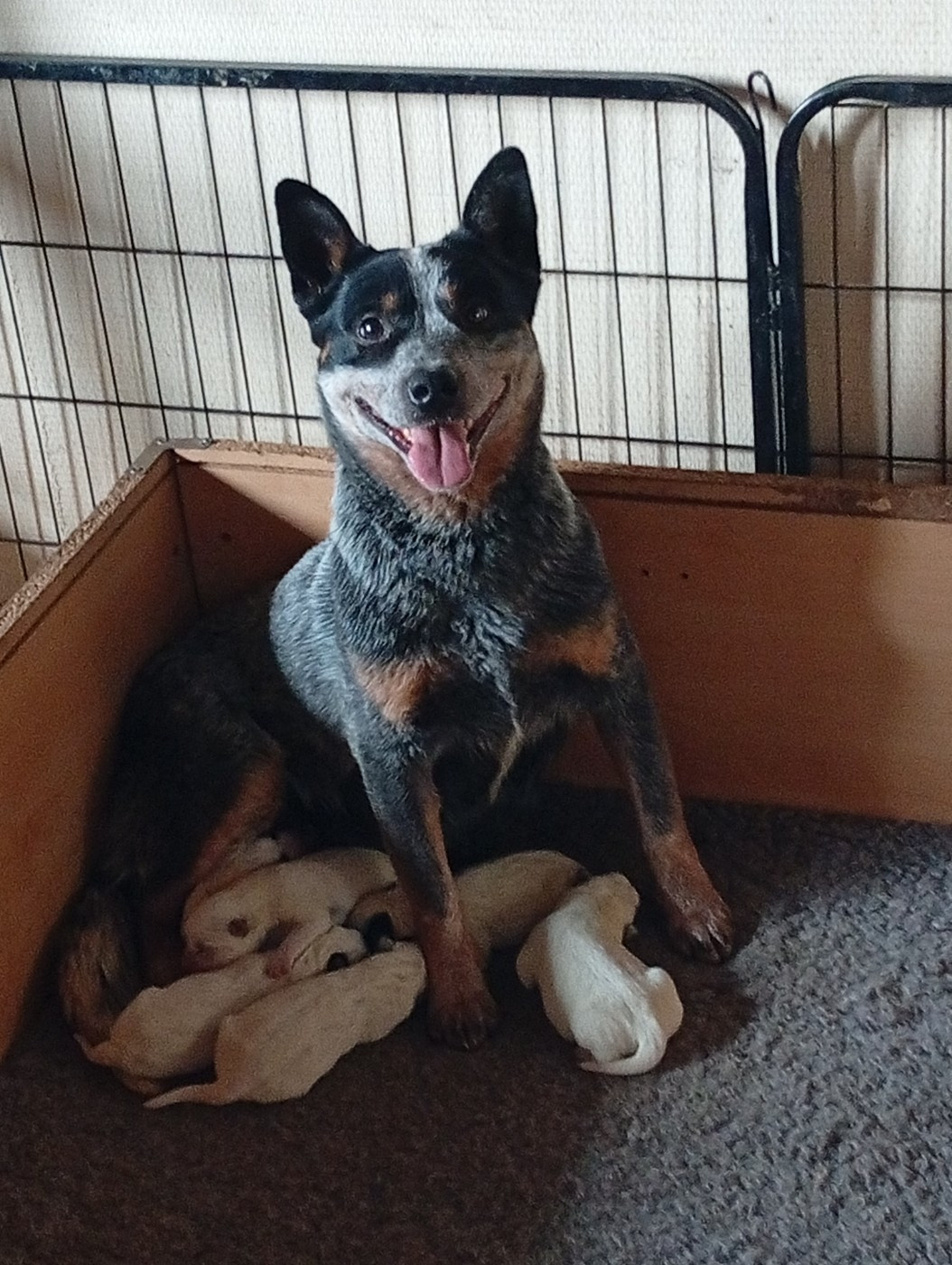 Chiot Bouvier australien Interceptor Blues