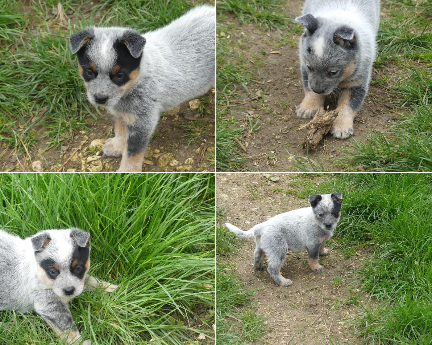 Interceptor Blues - Chiots disponibles - Bouvier australien