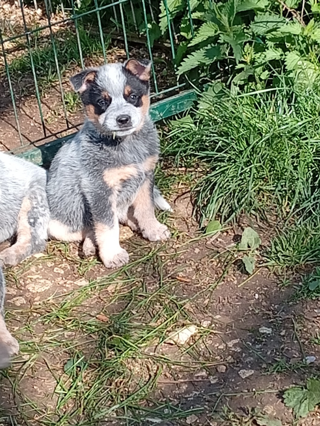 Interceptor Blues - Chiots disponibles - Bouvier australien