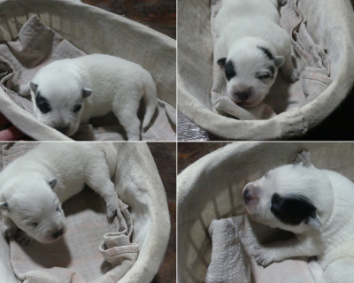 CHIOT 4