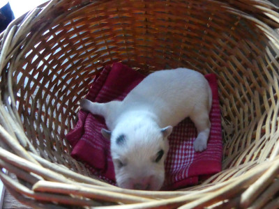 Chiot N°3
