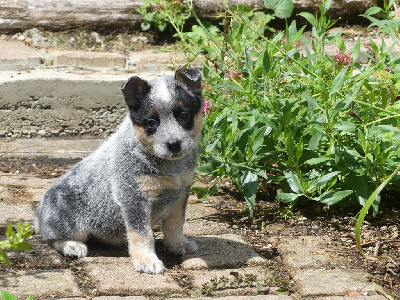 CHIOT 4