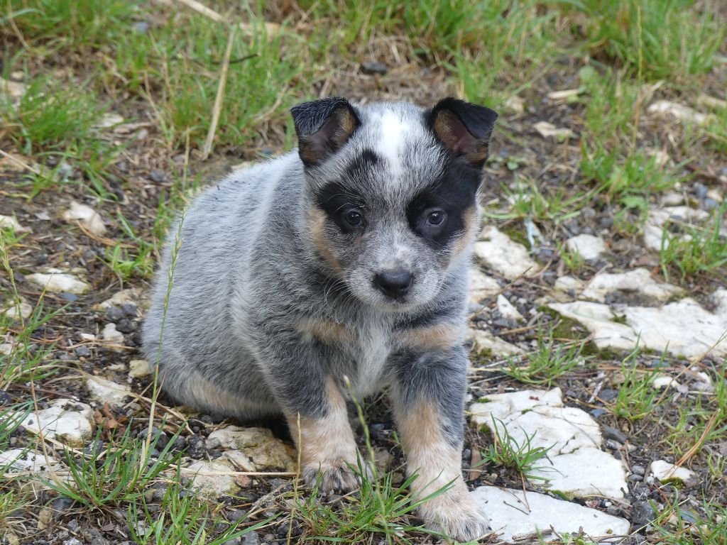 Interceptor Blues - Chiots disponibles - Bouvier australien