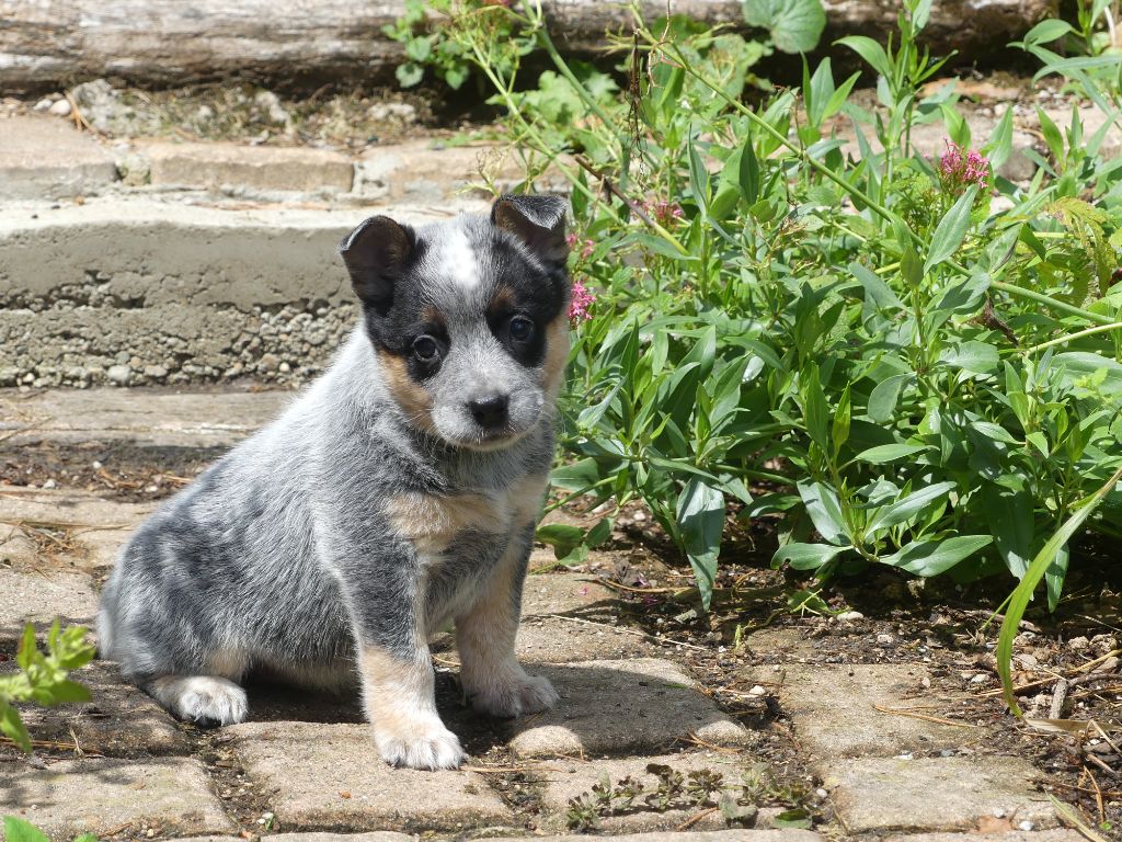 Interceptor Blues - Chiots disponibles - Bouvier australien
